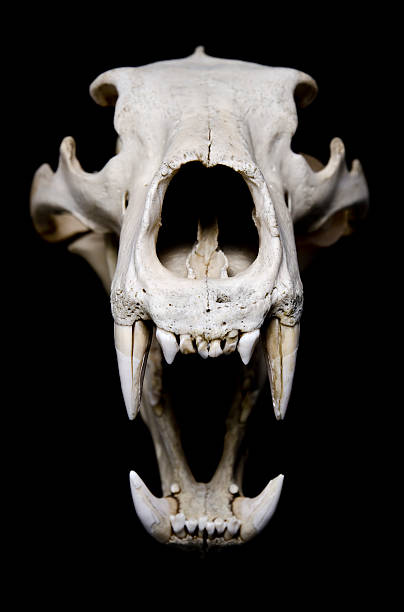 злая - animal skull стоковые фото и изображения
