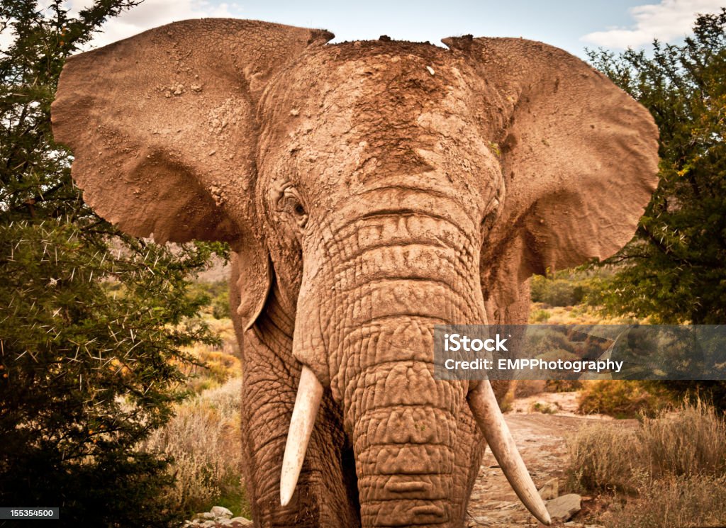 Young African Bull Elephant in the Wild  African Elephant Stock Photo