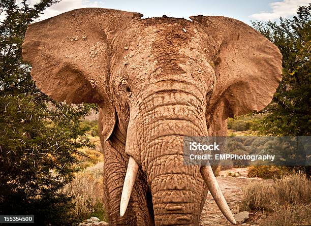 Young African Bull Elephant In The Wild Stock Photo - Download Image Now - African Elephant, Animal, Animal Body Part