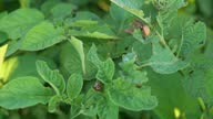 istock Colorado beetles eats a green potato leaves young in the garden. Crop pests gnaw the leaves of flowering potatoes. Close up of ten-striped spearman beetle and larva on a plant. Potato bug pest in 4K. 1553546964