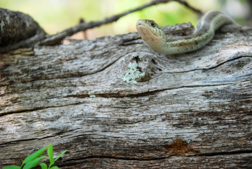 Garter snake on a fallen tree in the forest