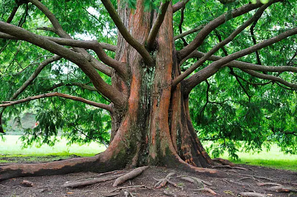 Metasequoia tree at "Hagenbecks Tierpark" in Hamburg