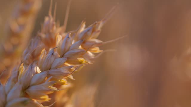 Ears of grain just before harvest, recorded at sunset, shot in slow motion.