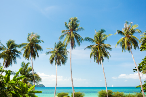 Beautiful view of crowns of coconut trees against blue sky with white clouds.