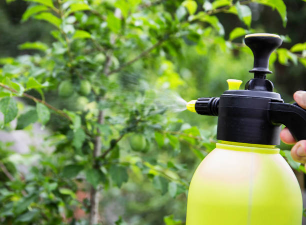 istock Spraying plums from pests and diseases, close-up. Copy space for text 1553549407