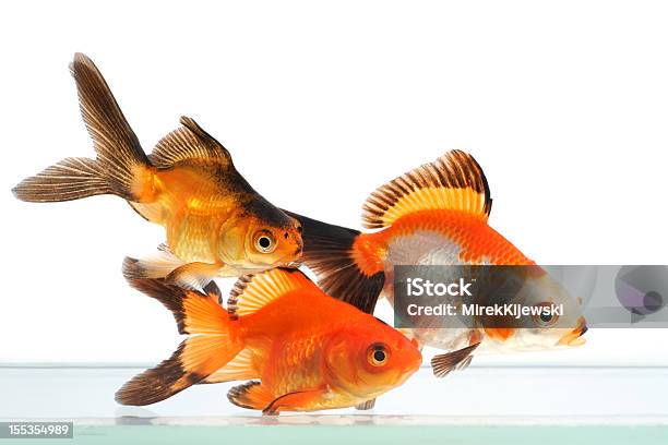 Photo libre de droit de Poisson Rouge Groupe De Poissons Sur Fond Blanc banque d'images et plus d'images libres de droit de Animaux domestiques - Animaux domestiques, Banc de poissons, Beauté de la nature