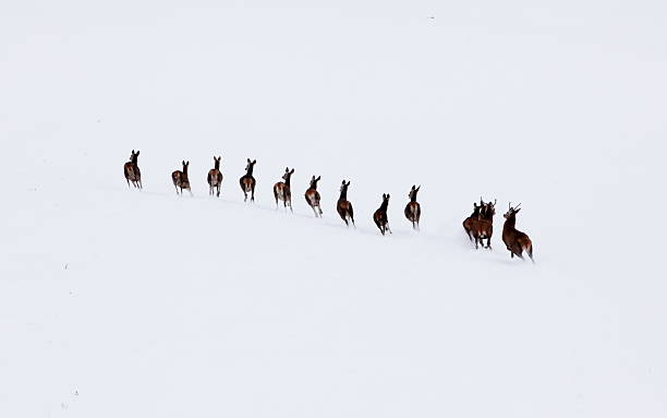 istock Aerial photo of deer herd 155354990
