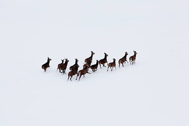 istock Aerial photo of deer herd 155354996