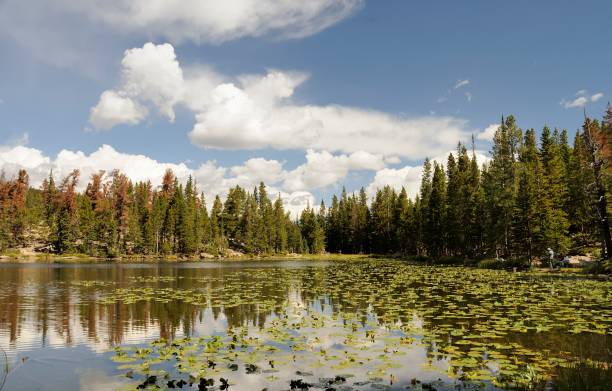 Rocky Mountain National Park Visitors enjoying a beautiful day in the Rocky Mountain National Park outside of Estes Park in Colorado. lily lake rocky mountains colorado stock pictures, royalty-free photos & images