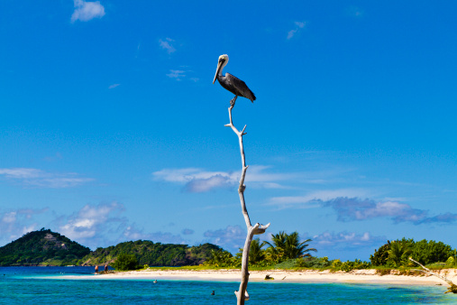 Brown Pelican perched on a branch on Sandy Island, Grenada, W.I.