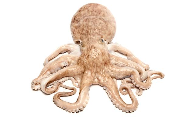 istock Pale peach colored octopus in front of white background 155355076