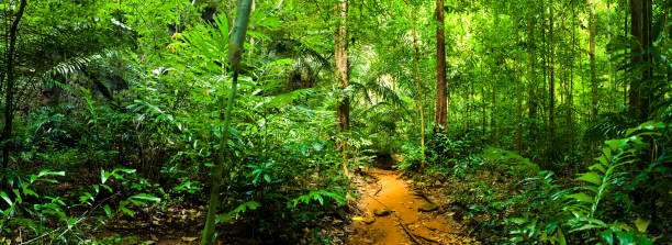 camino en el green selva tropical - tree area beautiful vanishing point tree trunk fotografías e imágenes de stock