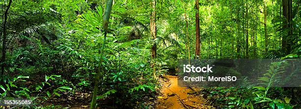 경로를 녹색 열대 우림 우림에 대한 스톡 사진 및 기타 이미지 - 우림, 열대우림, 풍경
