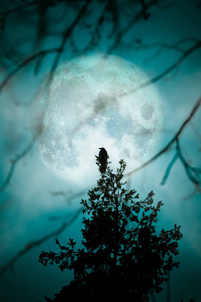 istock Crow At The Moon - Night Blue Teal Silhouette Trees 155355165
