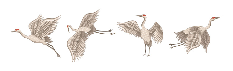 Red-crowned Crane in Different Poses with Stretched Wings Vector Set. Manchurian Crane as Large Bird