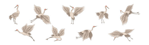 ilustraciones, imágenes clip art, dibujos animados e iconos de stock de grulla de corona roja en diferentes poses con el conjunto vectorial de alas estiradas - beak biology bird multi colored