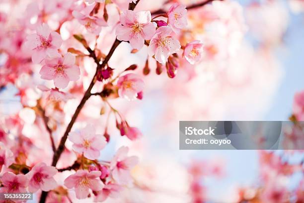 Cerezos En Flor Foto de stock y más banco de imágenes de Asia - Asia, Belleza de la naturaleza, Brote