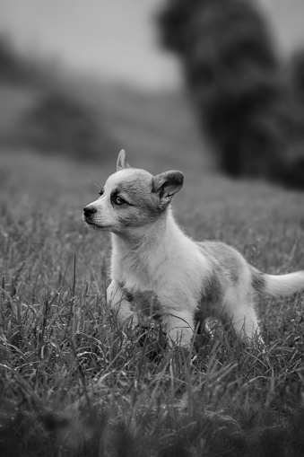 Puppy walking on grass on hillsides, black and white photo. High quality photo