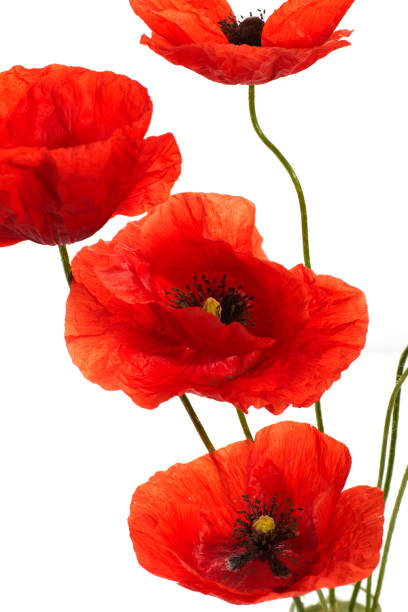 istock Wild red poppies isolated on white background. 1553555230
