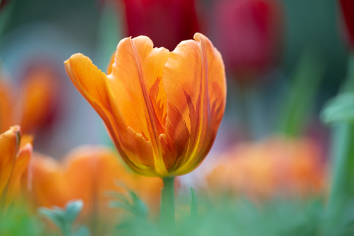 Elevated view of fresh parrot tulips