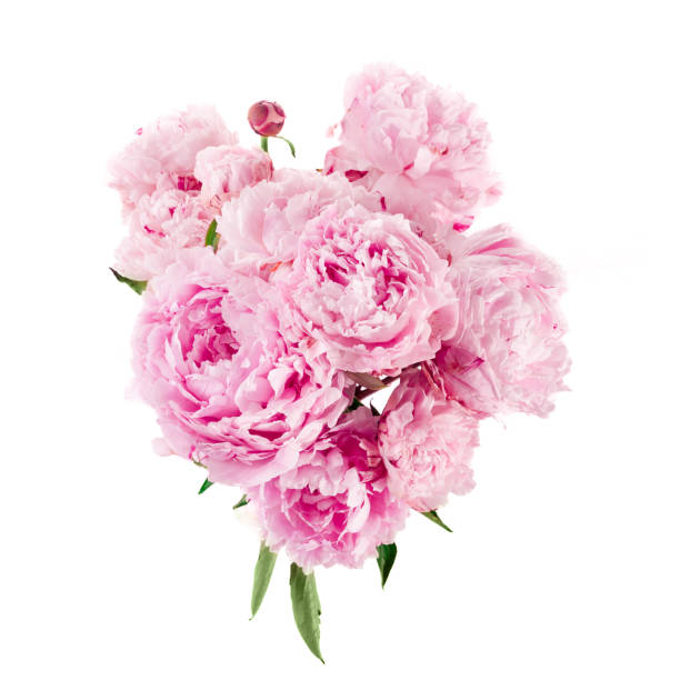 istock Pink peony flower isolated on white background 1553556427