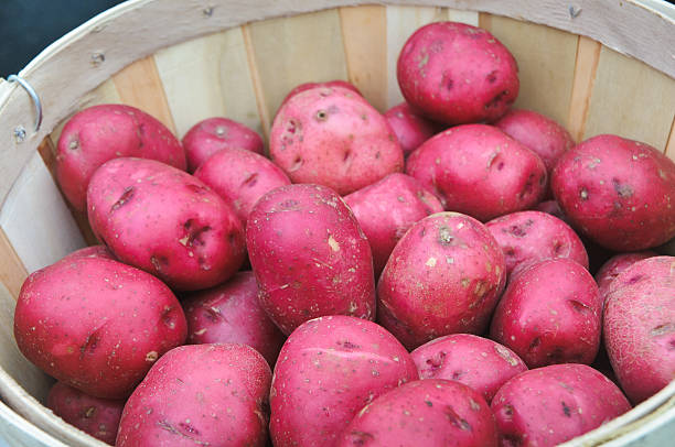 pommes de terre rouge - red potato farmers market new england winter photos et images de collection