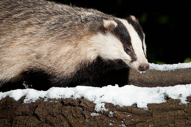 European Badger (Meles meles). 