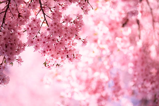 cerisiers en fleurs rose - flower spring pink blossom photos et images de collection