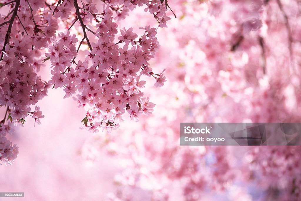Pink Cherry Blossoms Cherry trees in full blossom Cherry Blossom Stock Photo