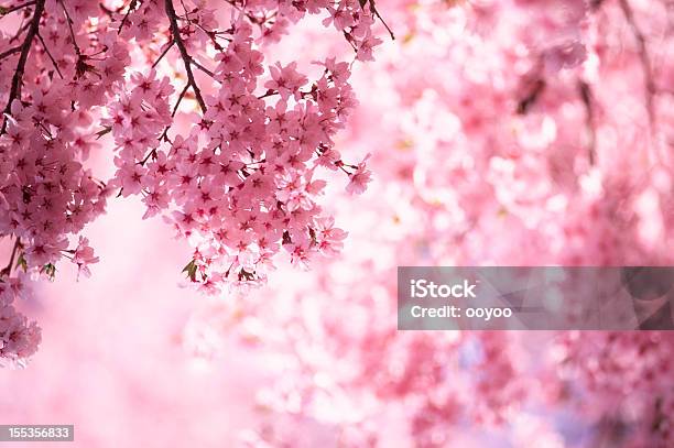 Pink Cherry Blossoms Stock Photo - Download Image Now - Cherry Blossom, Flower, Pink Color