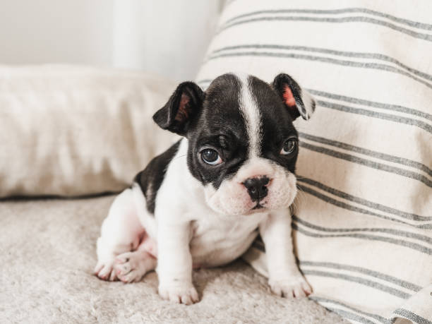 istock Cute puppy lying on the bed. Close-up 1553568920