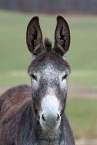 Donkey with ears up alert and looking head on straight at camera, gray burro in head shot close up.