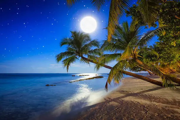 Photo of Tropical Full Moon Night