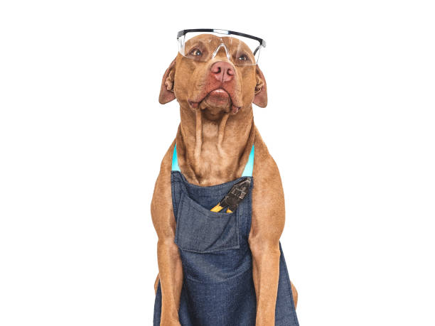 istock Cute brown dog, apron and goggles. Close-up 1553569472