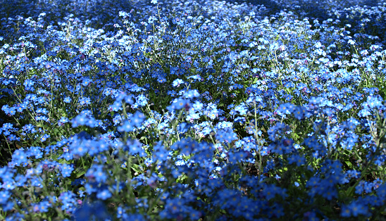 May Flower Festival. Magnificent spring flower festival at Hitachi Seaside Park. Blue nemophila flowers - American forget-me-nots - bloom on the hills in early May. Japan.