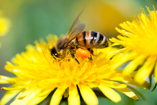 Macro Shot of Honey Bee Working On Dandelion