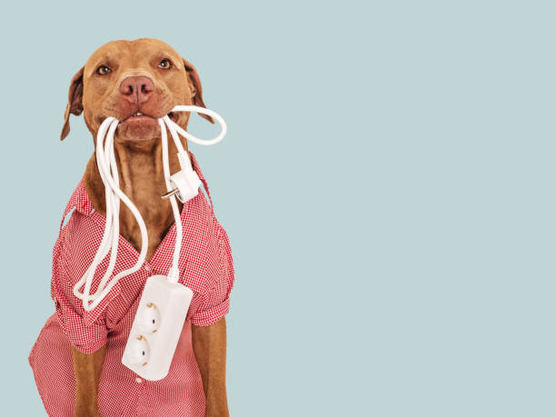 istock Lovable, pretty brown puppy and extension cord 1553570069
