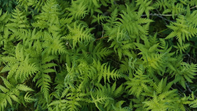 Close-up View of Fresh Spring Plants of Norwegian Forest