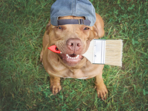 istock Cute brown dog and paint brush. Close-up 1553570119