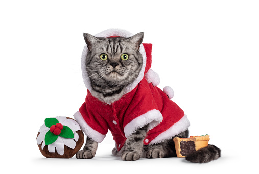 Adult British Shorthair cat, sitting up side ways wearing red santa jacket inbetween Christmas sweet shaped toys. Looking straight to camera with round green eyes. Isolated on a white background.