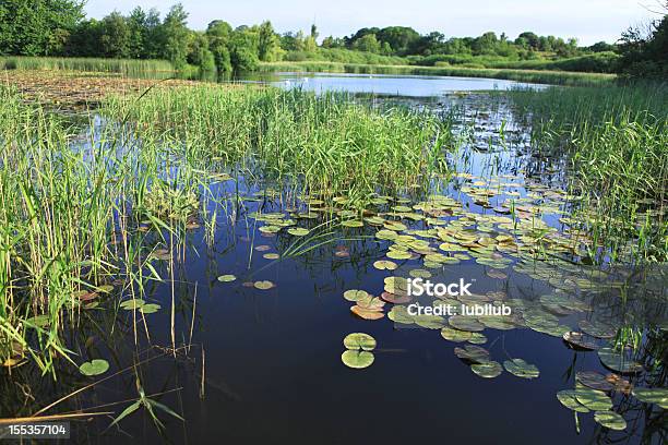Schöner See In Der Dänischen Sommer Landschaft Stockfoto und mehr Bilder von Alge - Alge, Auf dem Wasser treiben, Baum