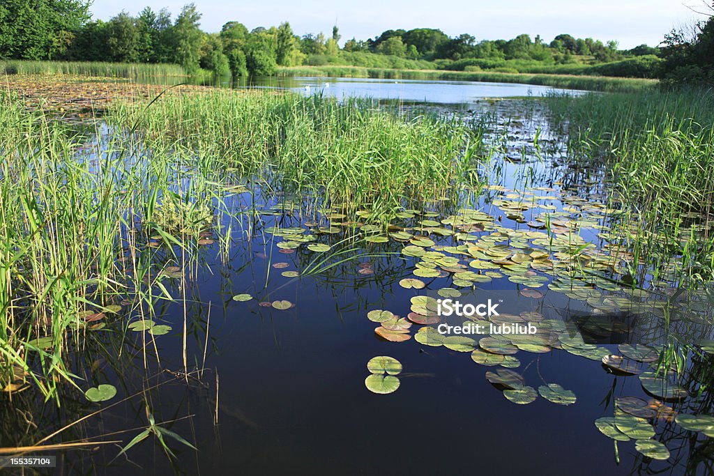 Bela paisagem de verão do lago em dinamarquês - Foto de stock de Alga royalty-free