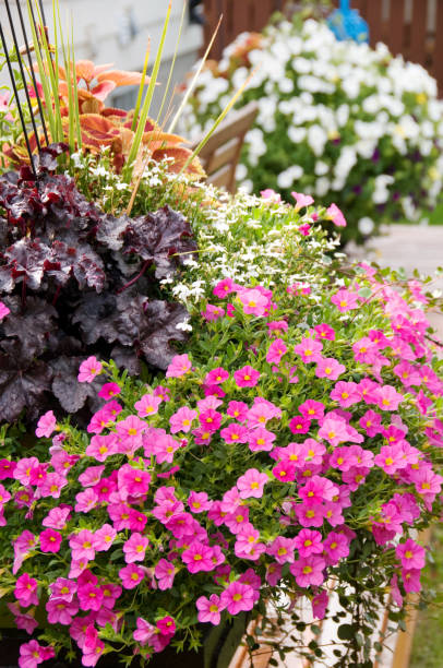 istock Colorful pots of flowers in backyard 155357109