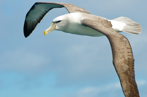 A shy albatross flying over the pacific ocean off the coast of Tasmania.  