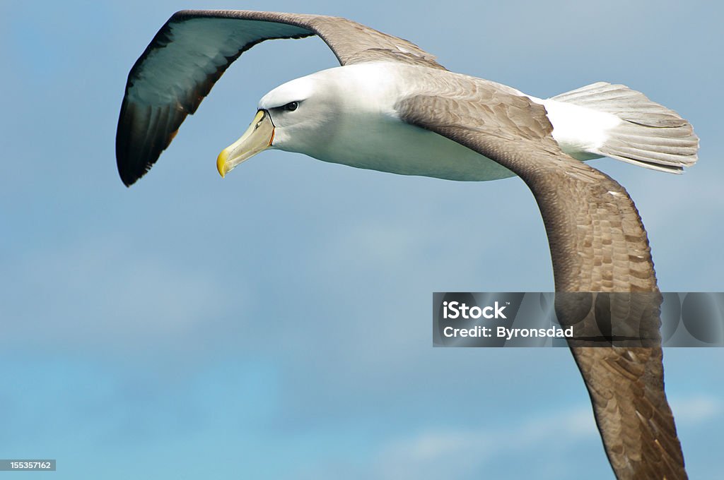 Shy albatross A shy albatross flying over the pacific ocean off the coast of Tasmania.   Albatross Stock Photo