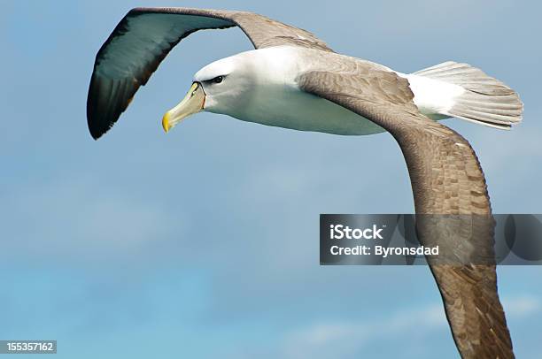 Shy Albatross Stock Photo - Download Image Now - Albatross, Flying, Bird