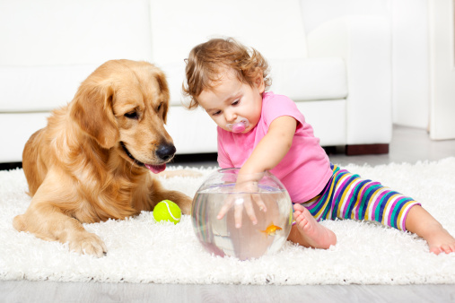 Cute baby catch a goldfish and beautiful retriever looking and waiting