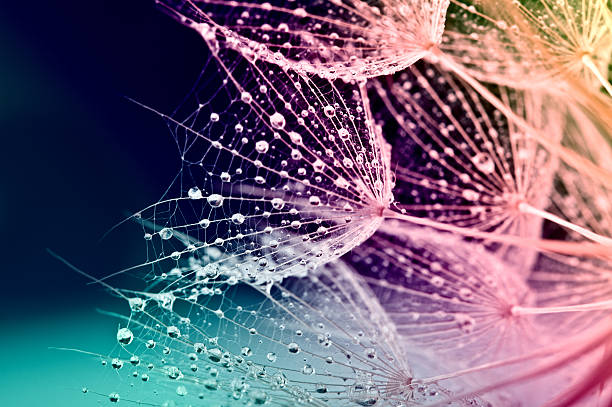 タンポポの種子、雨滴 - dandelion water flower abstract ストックフォトと画像