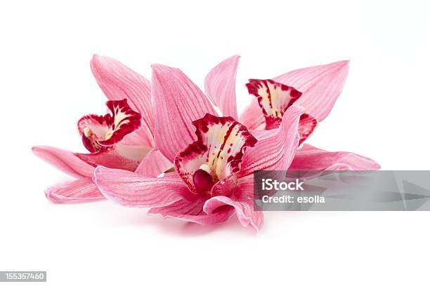 Cymbidium Orchids Laying Down Stock Photo - Download Image Now - Cymbidium, Orchid, White Background