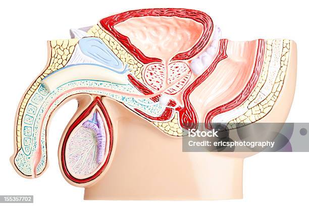 Male Pelvis On White Background Stock Photo - Download Image Now - Prostate Gland, Penis, Anatomy